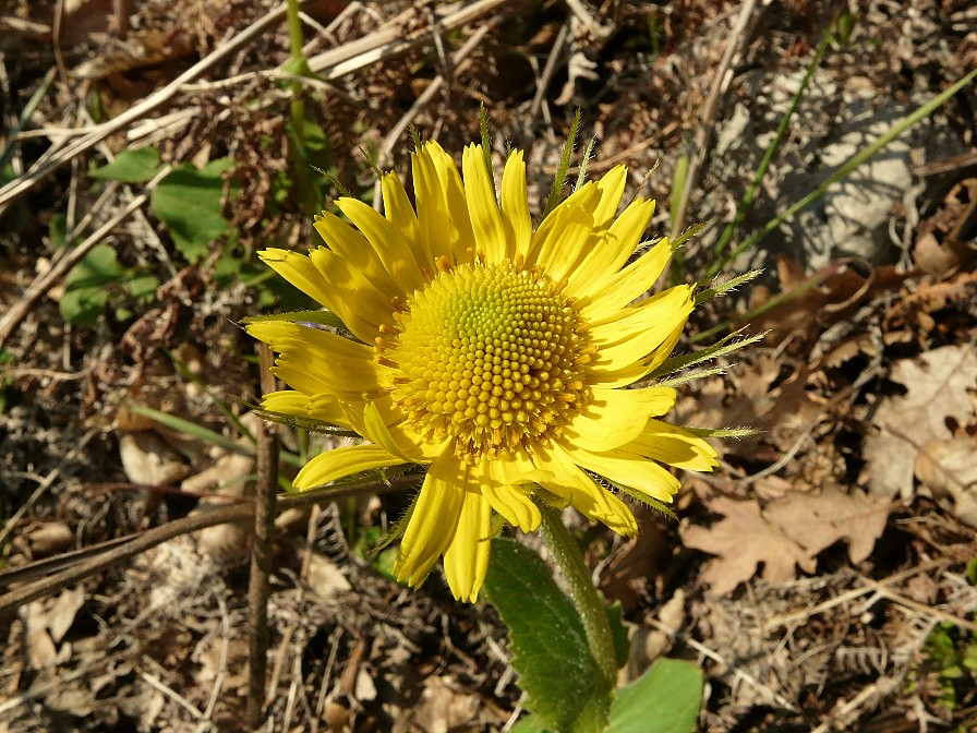 Doronicum cfr. orientale